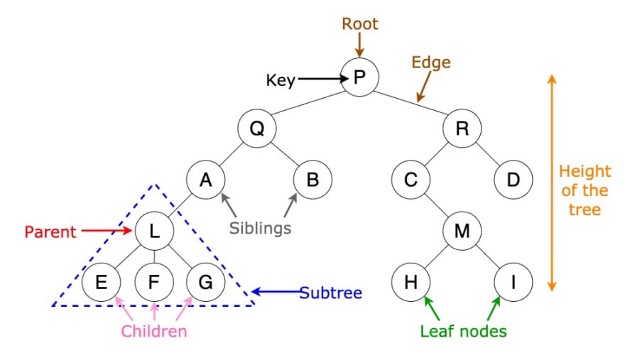 An diagram showing the different parts of trees